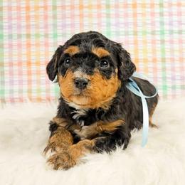 Aurora - Tri-color female Bernedoodle puppy in Russell Springs, Kentucky from 270 Doodles