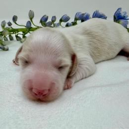 Sebastian - Piebald male Dachshund puppy in Pulaski, Tennessee from Billboard Doxies