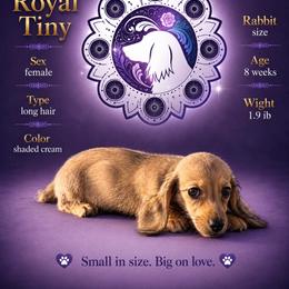 Tiny - Cream female Dachshund puppy in Ramona, California from Royal Rose Dachshund Family