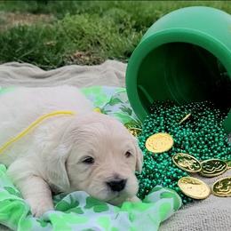 Ms. Yellow - Light golden female Golden Retriever puppy in Campton, Kentucky from ElkRidge Goldens