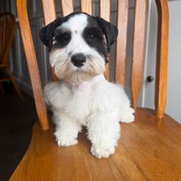 Black - Parti male Miniature Schnauzer puppy in Tacoma, Washington from AKC Nordwest Schnauzers