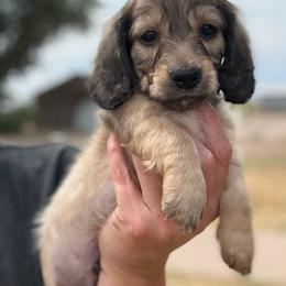 Baron - Cream male Dachshund puppy in Deming, New Mexico from FoxieDoxies of New Mexico