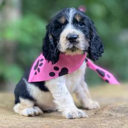 Macie - Tri-Roan female English Springer Spaniel puppy in Crawford, Tennessee from Lilly Lane Spaniels