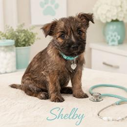 Wheaten Brindle - Wheaten brindle female Cairn Terrier puppy in Centerville, Texas from Cedar Forrest Terriers LLC (Cairns & Australian Terriers)