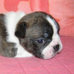 French Bulldog Puppies from BellaLuna Bulldogs