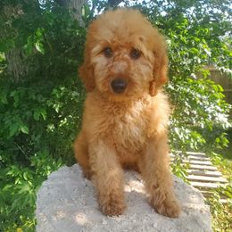 Goldendoodle and Poodle Puppies from Poodle Pups With Principal