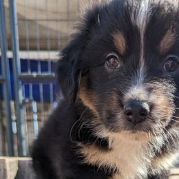 Girl 3 - Black tri-color Australian Shepherd puppy in Sanger, California from A&M Australian Shepherds