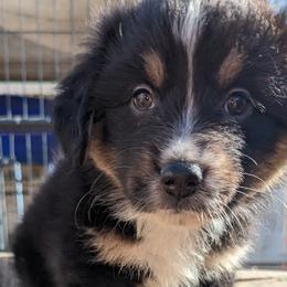 Girl 3 - Black tri-color Australian Shepherd puppy in Sanger, California from A&M Australian Shepherds