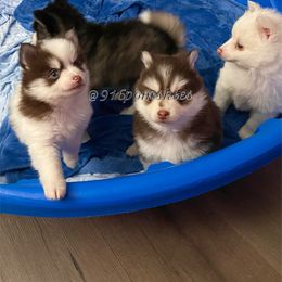 Pomsky Puppies from 916 Pomskies