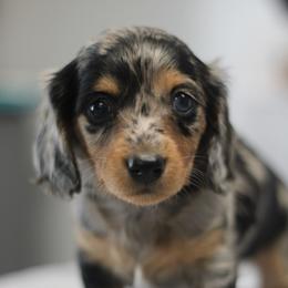 Mira - Dapple female Dachshund puppy in Alto, Texas from Prima Dachshunds