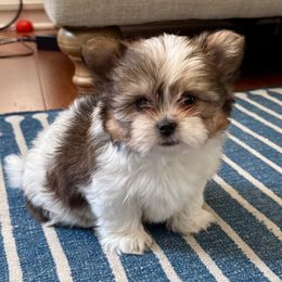 Bo - Chocolate tan and white male Biewer Terrier puppy in Granville, Ohio from Biewer Terriers of Stone Creek