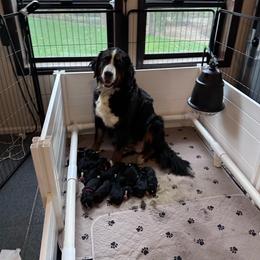 Boy 5 - Black rust and white male Bernese Mountain Dog puppy in Ravensdale, Washington from Raven Rock Puppies