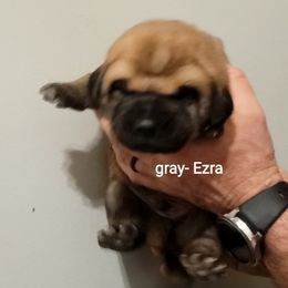 Ezra - Wolfgray male Spanish Mastiff puppy in Prosperity, Pennsylvania from Prosperity Guardians