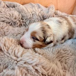 Scout - Red merle male Australian Shepherd puppy in Morehead City, North Carolina from Crab Point Australian Shepherds