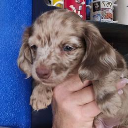 Choc dapple 2 small - Dapple male Dachshund puppy in Port Charlotte, Florida from Vicki's Dachshund Crossing