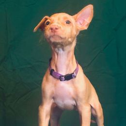 Sonic x Surf female puppy - Red golden female Pharaoh Hound puppy in Vancouver, Washington from Nefer-Temu Pharaoh Hounds