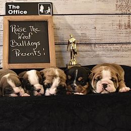 Bulldog puppies from Raise The Woof Bulldogs