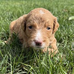 Scout - Fawn and white male Sheepadoodle puppy in Lancaster, Pennsylvania from Bitler Family Puppies