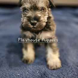 Greg - Salt and pepper male Miniature Schnauzer puppy in Lebanon, Missouri from Playhouse Puppies
