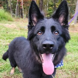 Moana - German Shepherd