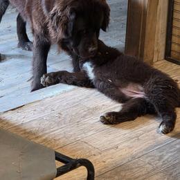 Kiki - Brown female Newfoundland puppy in Quaker City, Ohio from Country Magik