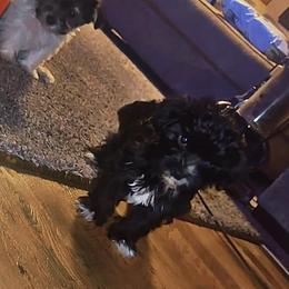 Cupid - Black male Morkie puppy in Aliquippa, Pennsylvania from The Morkie Mom