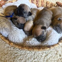 Standard fawn - Fawn male French Bulldog puppy in Billings, Montana from Yellowstone Frenchies