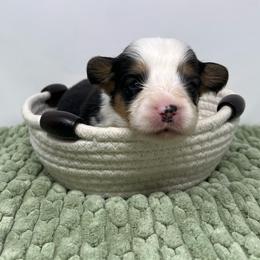 Sherbet (fluffy) - Black and tan male Pembroke Welsh Corgi puppy in Waco, Texas from The Comma Corgis