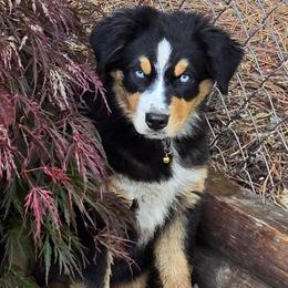 Elaina - Black tri female Miniature Australian Shepherd puppy in Crestline, California from Haugen's Minis