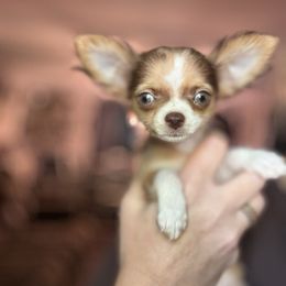 Adora - Chihuahua