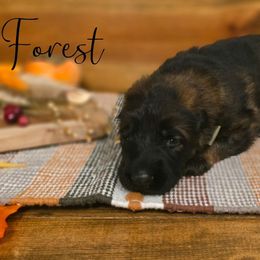 Forest - Sable male German Shepherd puppy in Tippecanoe, Indiana from Mächtiger Barkerheim