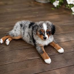 Sailor - Blue merle male Miniature Australian Shepherd puppy in Greensboro, North Carolina from Rambling L Toy& Mini Aussies