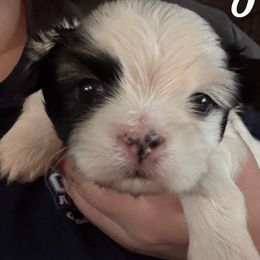 TBD - Black and white male Shih Tzu puppy in Jefferson, Ohio from May May’s Shih Tzu’s