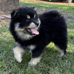 DUKE - Black male Pomsky puppy in Fuquay Varina, North Carolina from Raleigh Pomskies