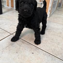 Minnie - Black female Poodle puppy in Fort Lauderdale, Florida from SoFlo Standard Poodles