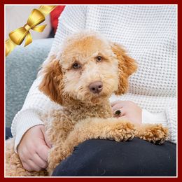 Truvy - Red female Cockapoo puppy in Connersville, Indiana from Deaz Doodle Ranch