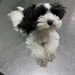 Miniature Schnauzer Puppies from Isla Schnauzers