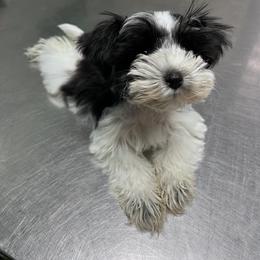 Miniature Schnauzer Puppies from Isla Schnauzers