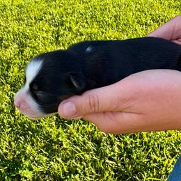 Lily - Black tri female Miniature Australian Shepherd puppy in Mount Carmel, Tennessee from Hill Top Mini Aussies