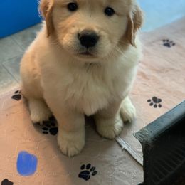 Golden Retriever Puppies from Davis Pond Goldens