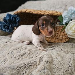 Megan smooth chcoolate pie girl - Piebald female Dachshund puppy in Herald, California from Bluegum Dachshunds