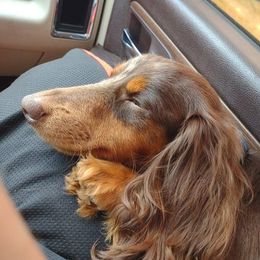 Dachshunds from River of Hidden Dachshund's