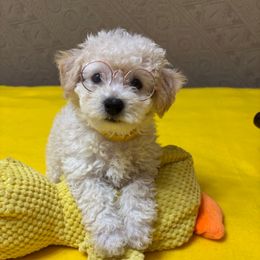 Rossi- Yellow Collar - White male Bichon Frise puppy in 63101 (St. Louis Metro Area), Missouri from BichonSTL