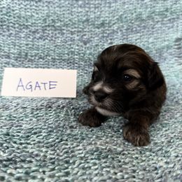 Agate - Gold sable male Havana Silk Dog puppy in Marlboro, Vermont from Maplewood Silks
