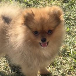 Red Sable Boy - Red sable Pomeranian puppy in Mabank, Texas from P31 Poms