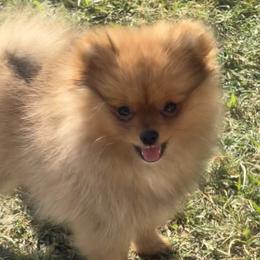 Red Sable Boy - Red sable Pomeranian puppy in Mabank, Texas from P31 Poms