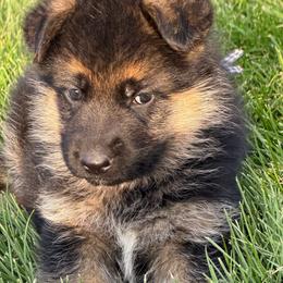 Blue check - Black and tan male German Shepherd puppy in La Salle, Colorado from Pure Heart German shepherds
