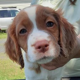 Brittanys from Anna B Rose Kennels LLC