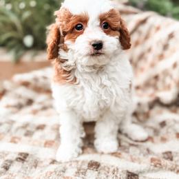 Fearless - Blenheim male Cavapoo puppy in Idaho Falls, Idaho from Freckle Paw Family