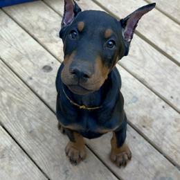 Doberman Pinscher Puppies from Bhon Mhuir Dobermanns